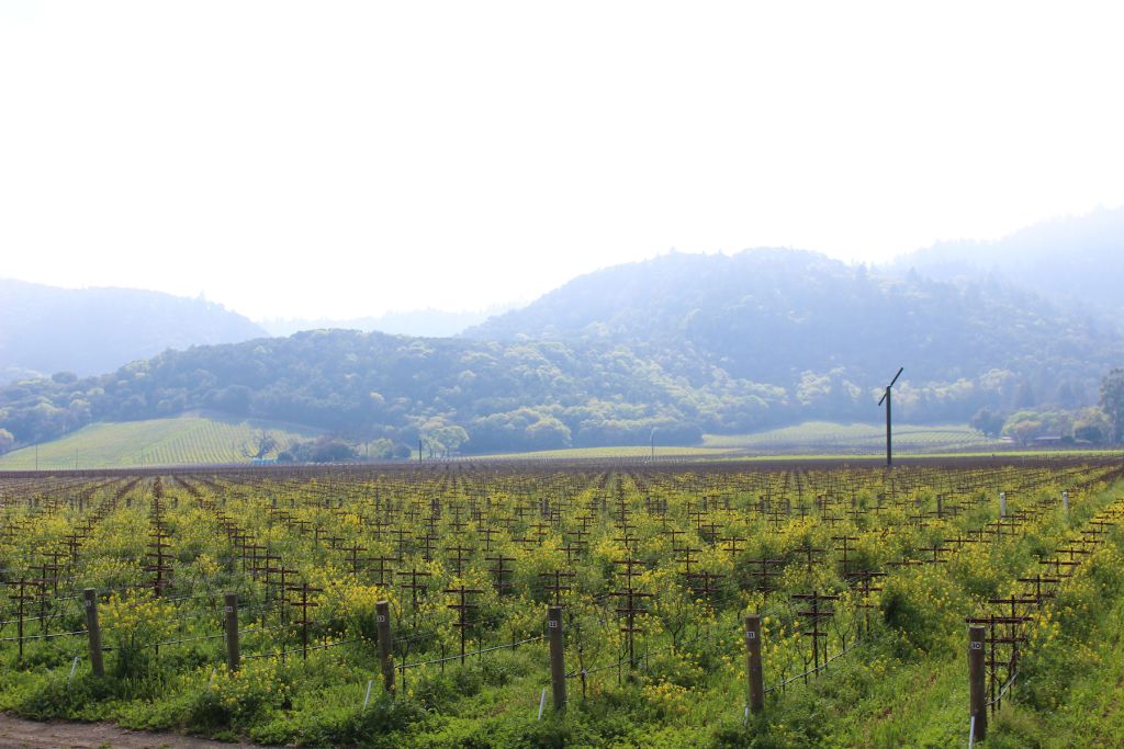 A landscape photo of a Napa Valley Vineyard with mustard in bloom.