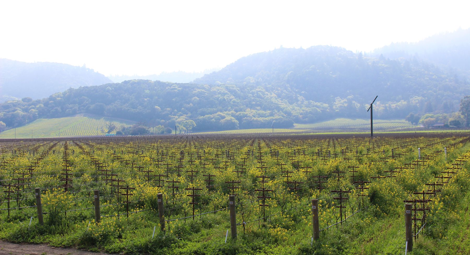 Vineyard rows