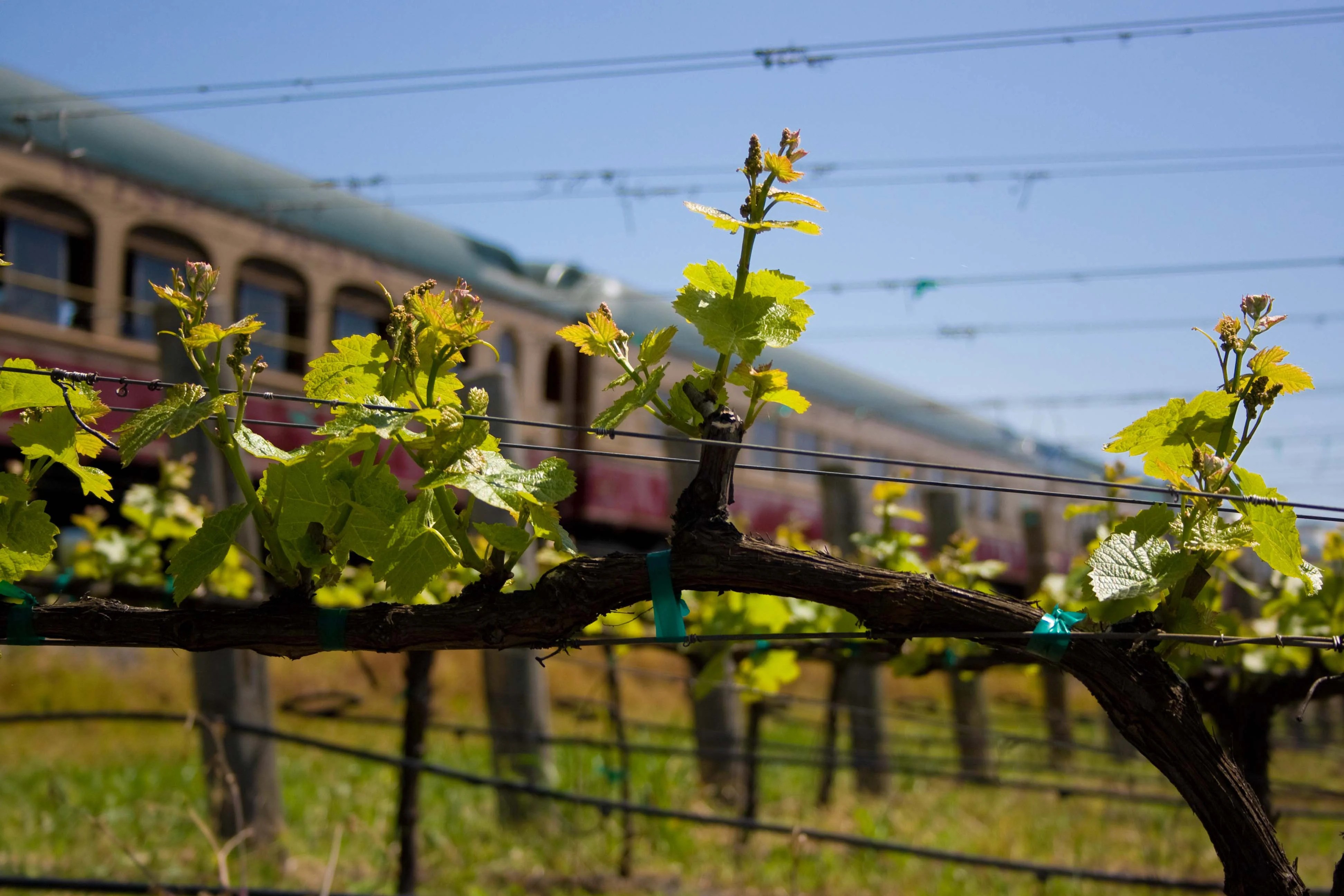 Grape buds on the vine with the Napa Valley Wine Train in the background.