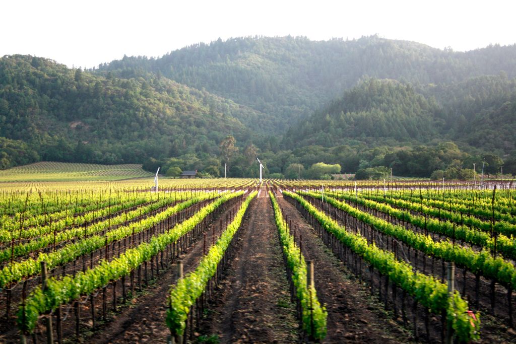 Photo of a young Napa Valley vineyard taken from aboard the Napa Valley Wine Train. 