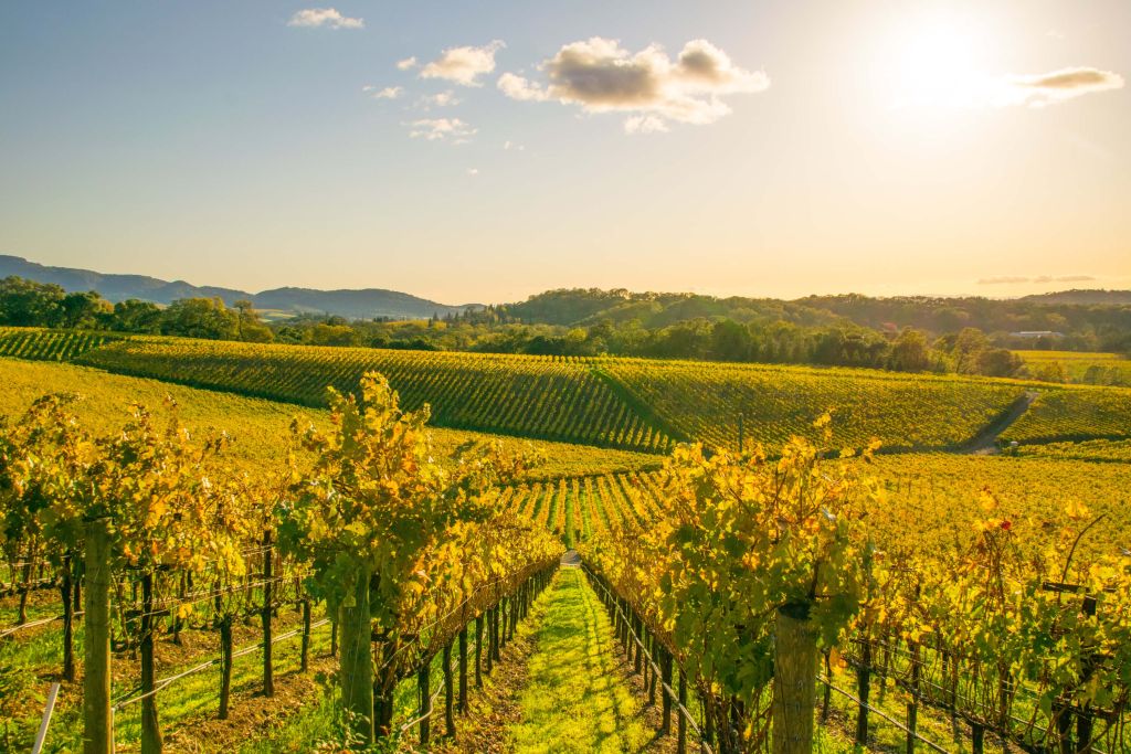 Napa Valley in the Fall Napa Valley Wine Train