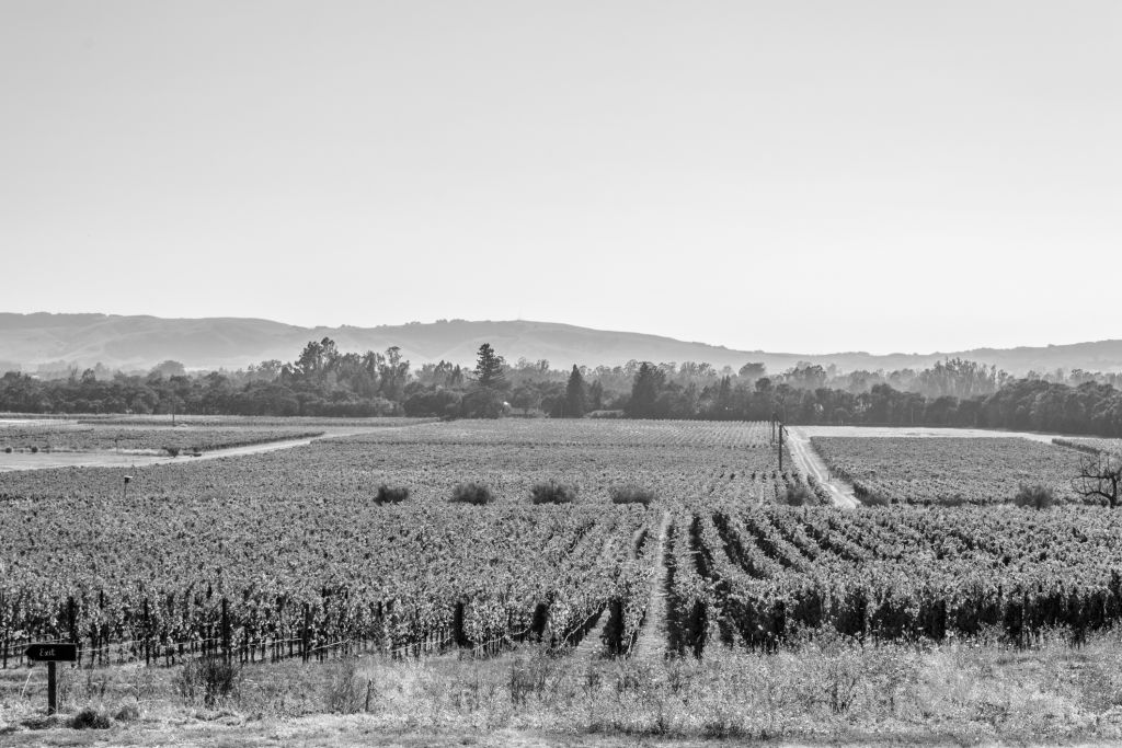 Black and white photo of vineyards in California