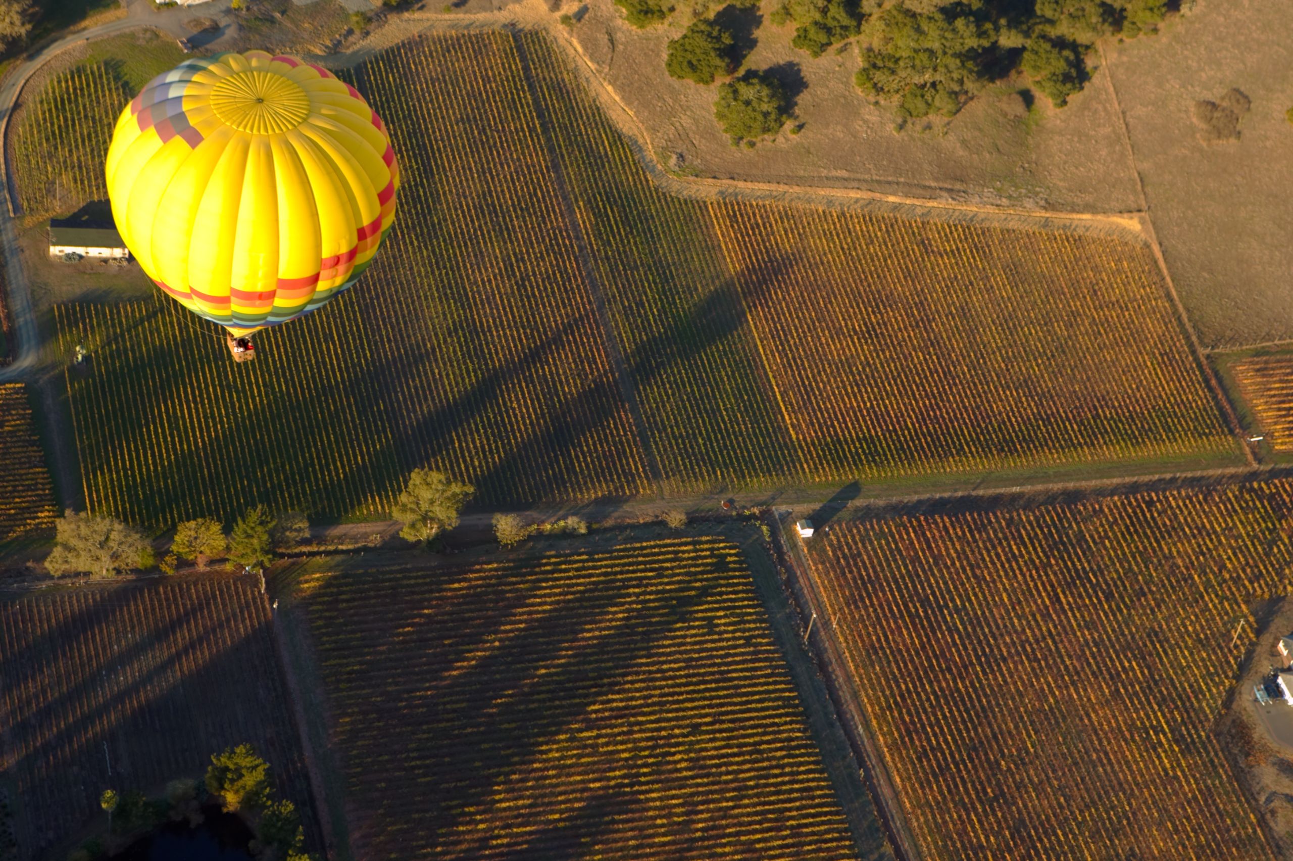Aerial view looking down on a hot air balloon flying over the vineyards