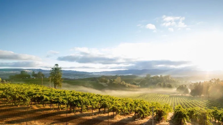 Rows of vineyards stretching into the horizon with fog rolling through