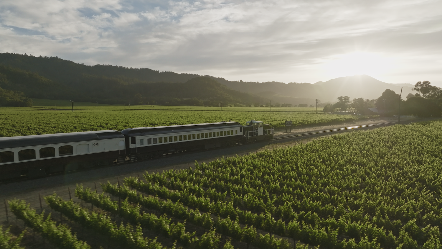 Wine Train passing through sea of green vineyards
