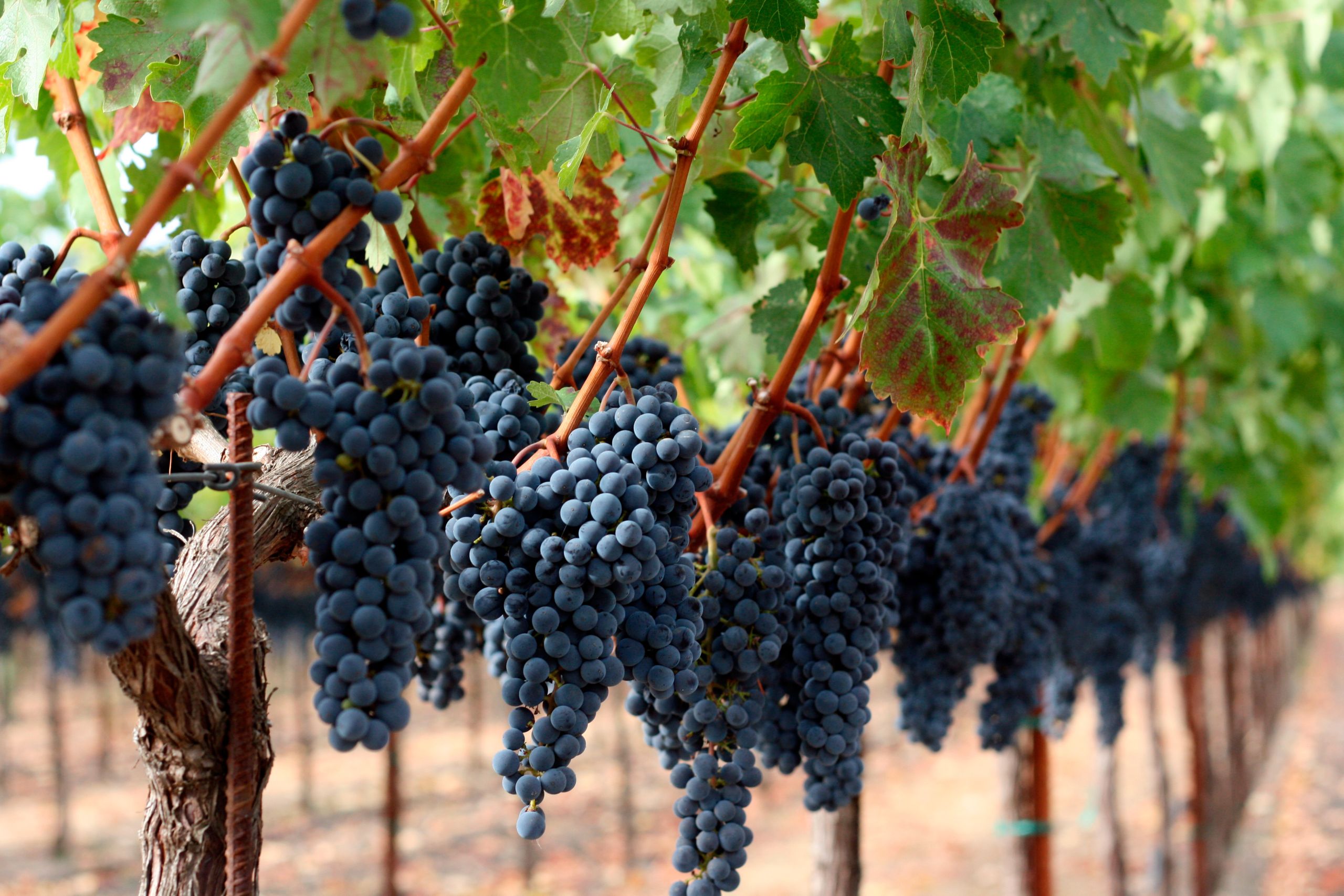 Grapes hanging from the vine
