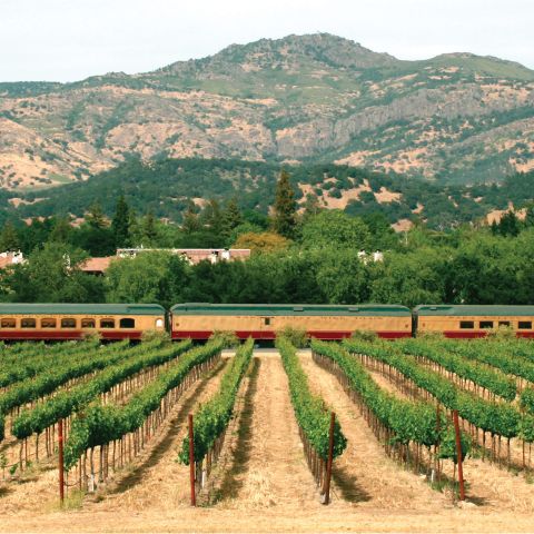 Fixed Train in Vineyards