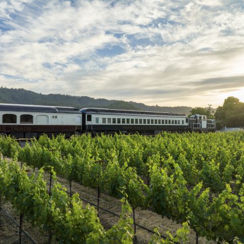 Wine Train passing by vineyards