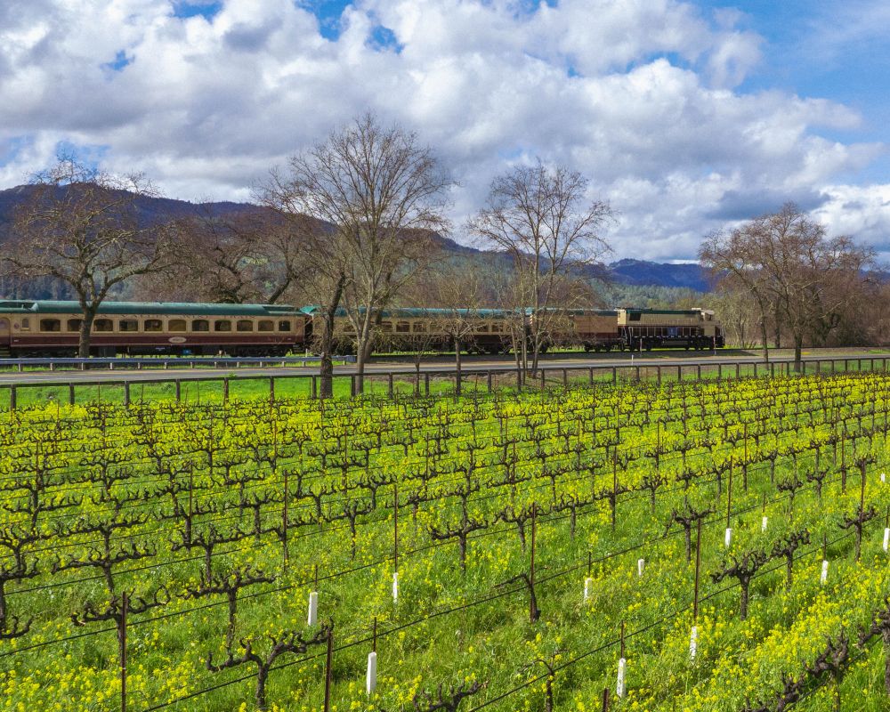 Rows of vineyards with the Wine Train in the background