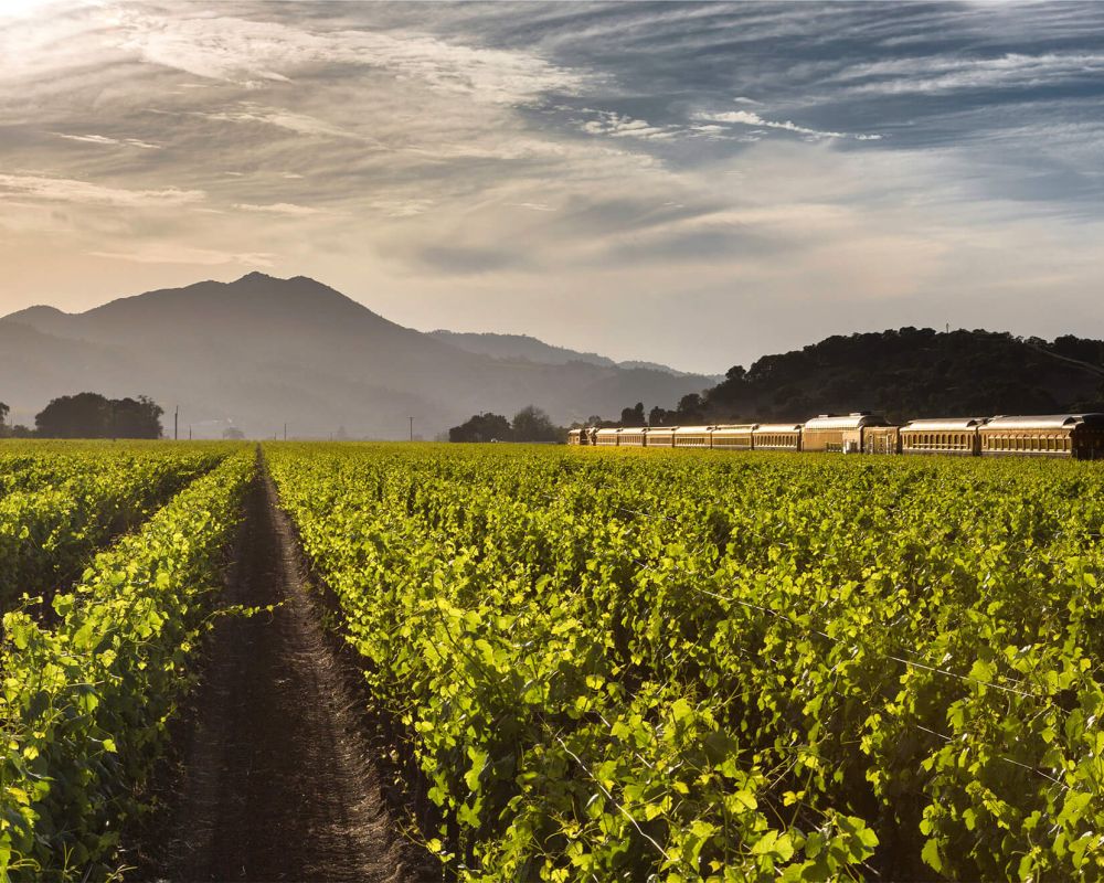 Vineyards with Wine Train in distance