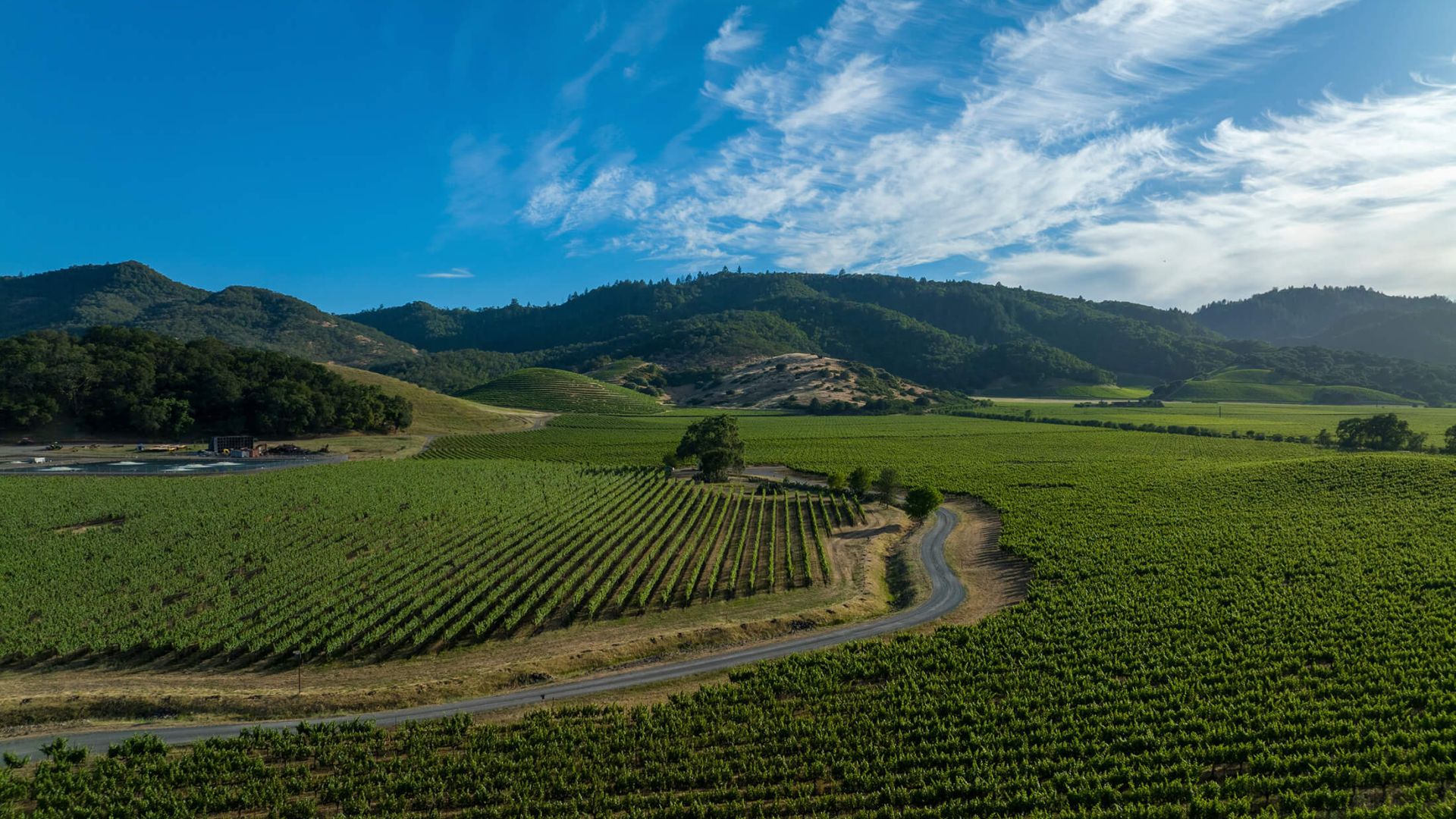 Vineyards reaching in every direction