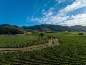 Vineyards reaching in every direction