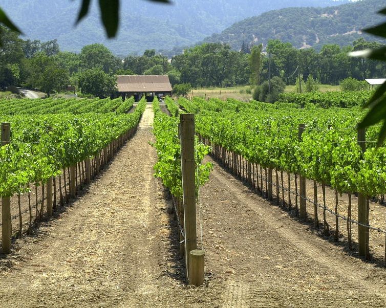 Rows of grapes at vineyard