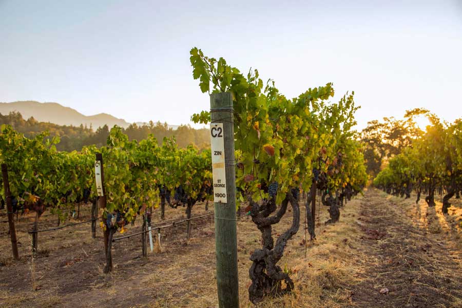 Zinfandel vines
