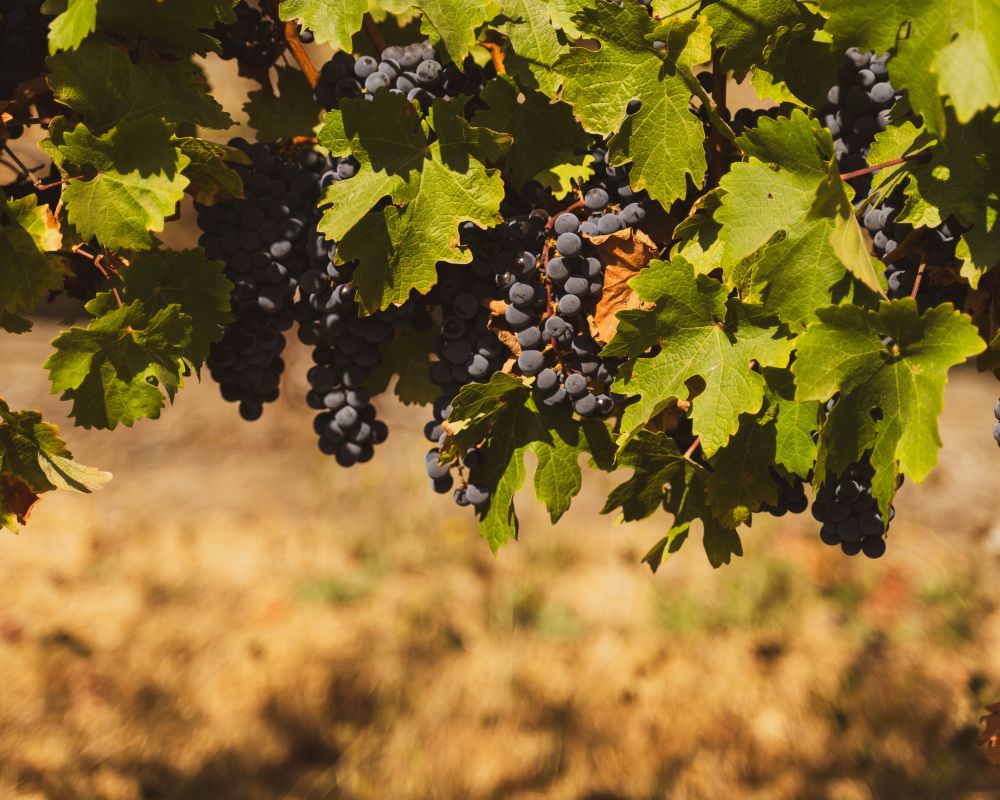 Grapes hanging from wine